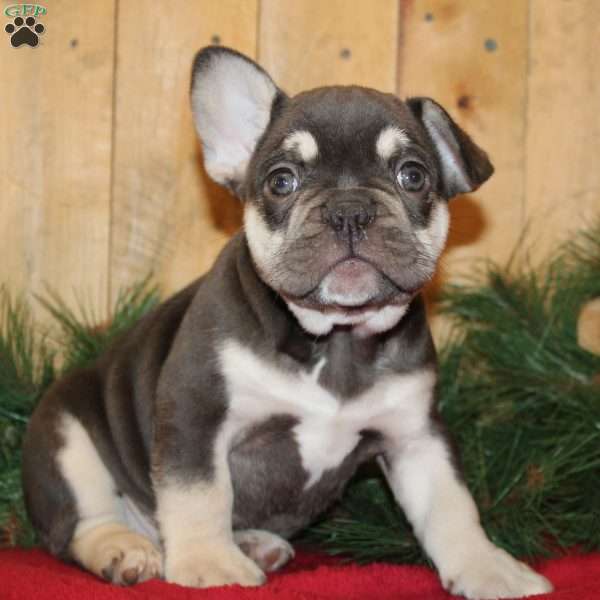 Cupid, Frenchton Puppy